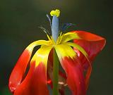 Really Tired Tulip_48663